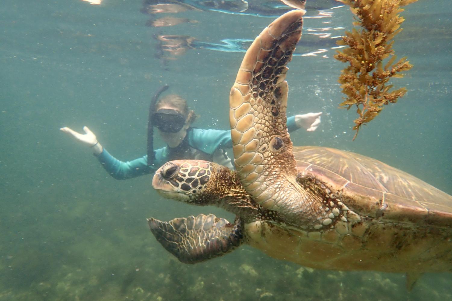 一名<a href='http://dyti.ngskmc-eis.net'>全球十大赌钱排行app</a>学生在Galápagos群岛游学途中与一只巨龟游泳.